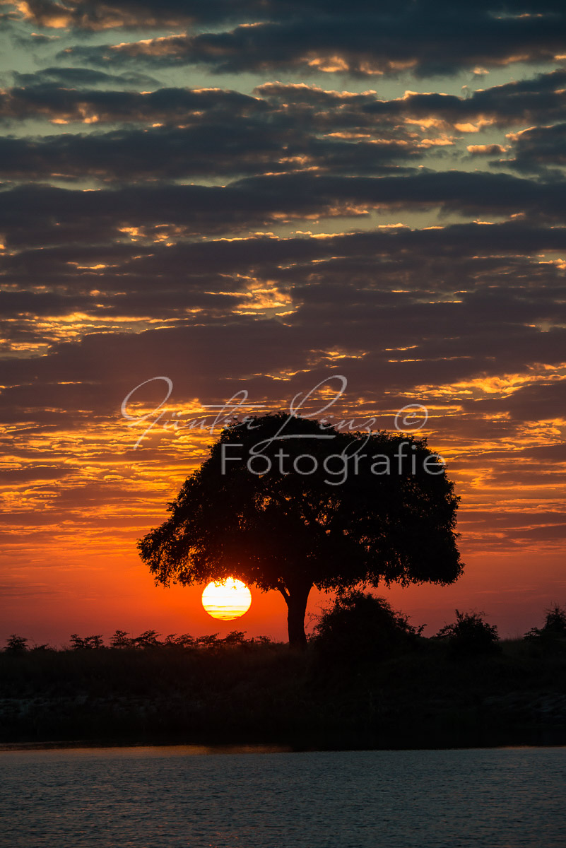 Sonnenaufgang mit Baum am Chobe