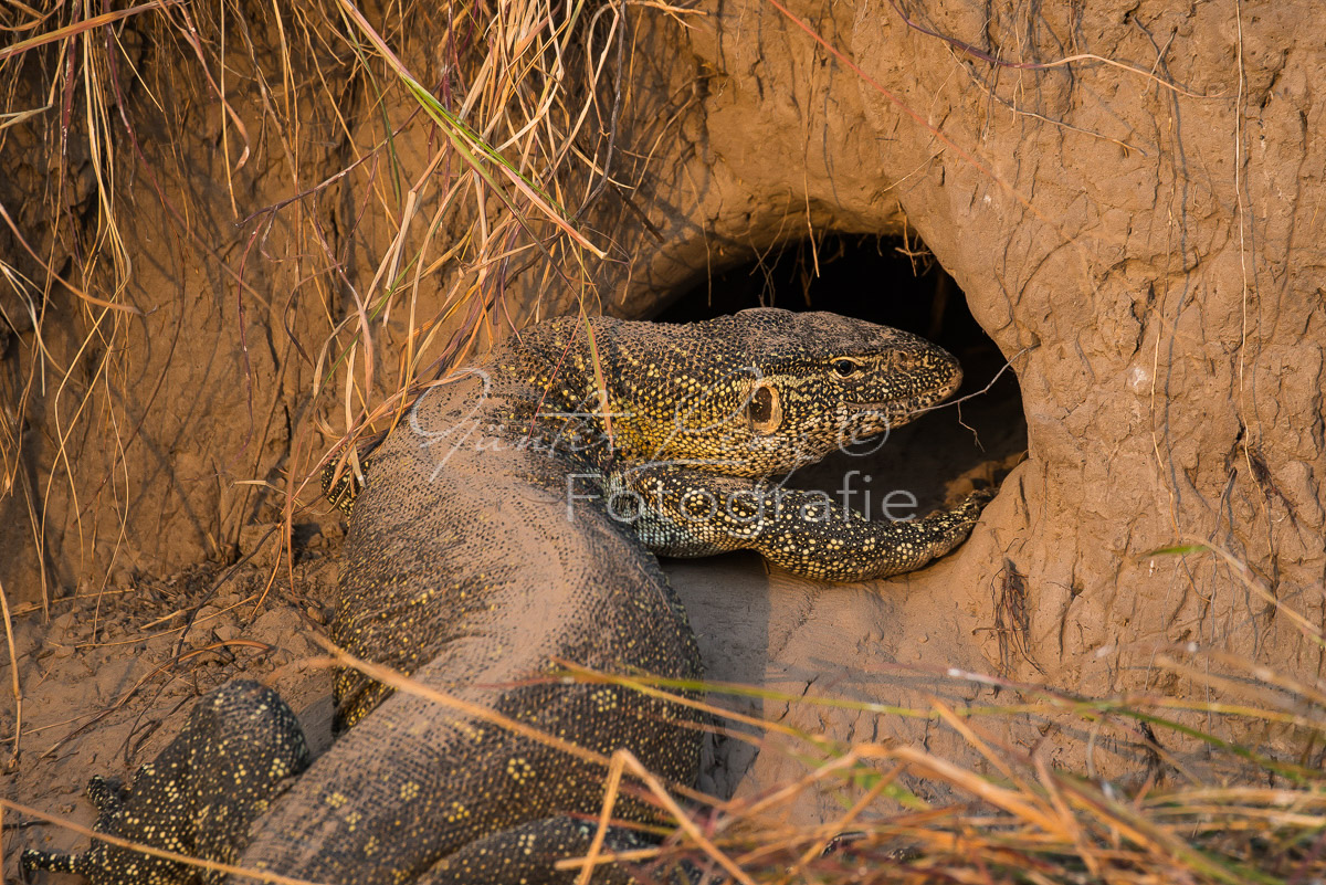 Nilwaran (Varanus niloticus)