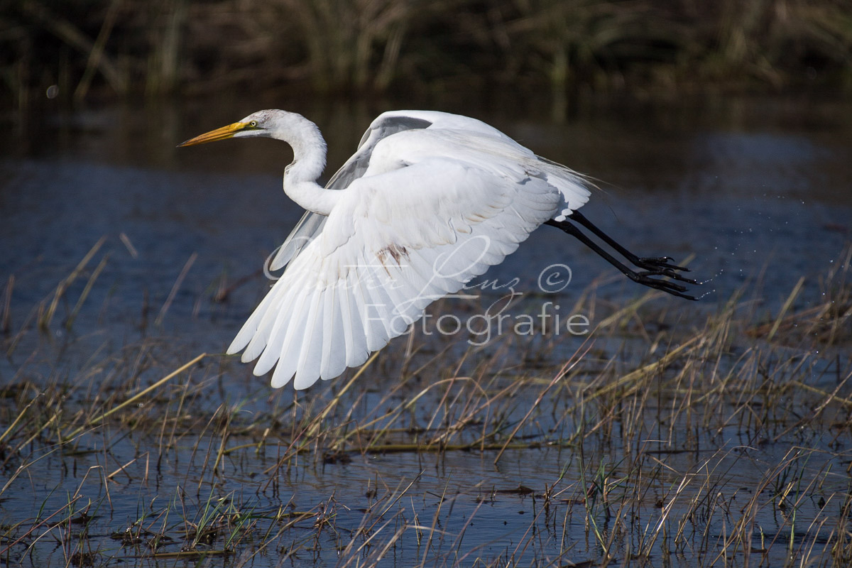 Silberreiher (Ardea alba), 