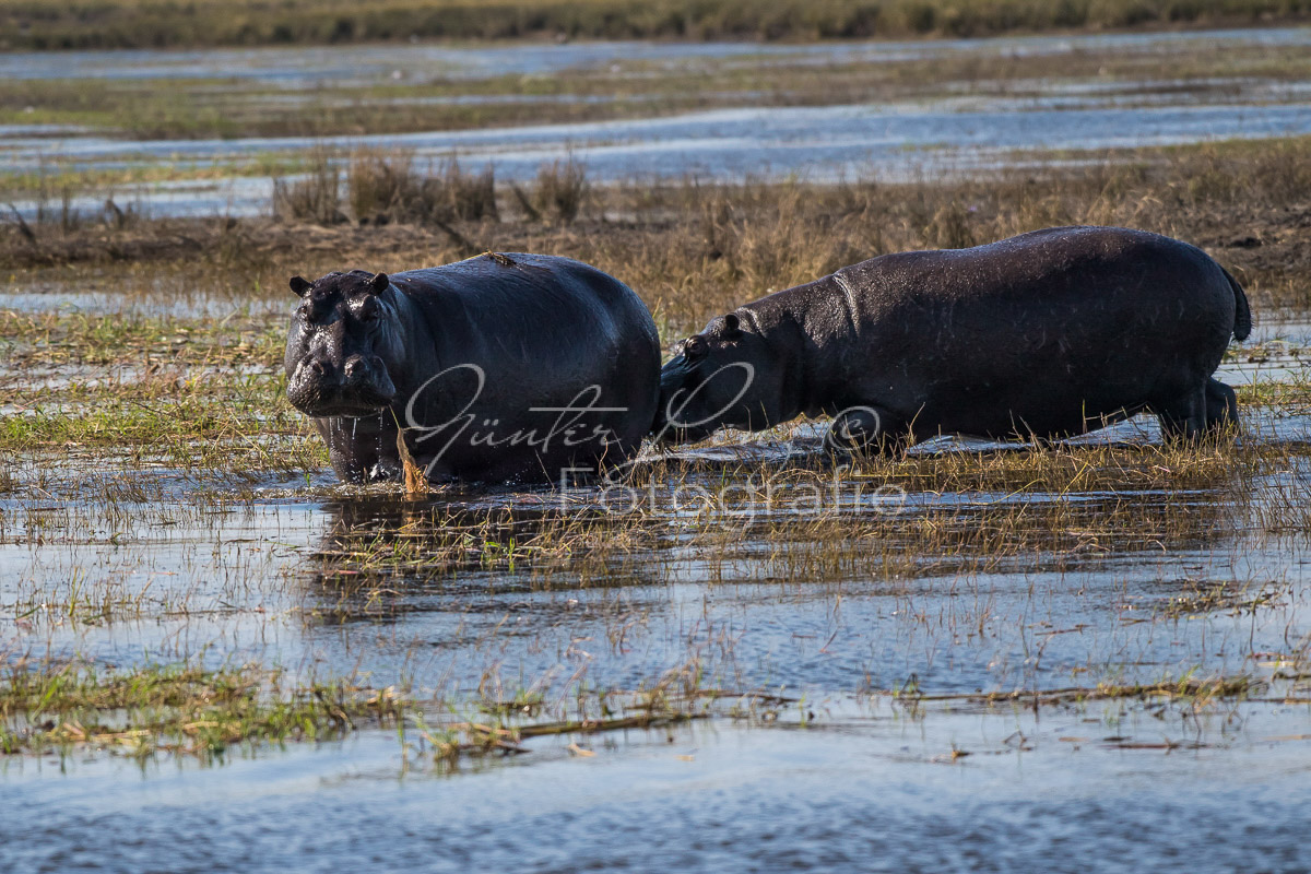 Flußpferd, (Hippopotamus amphibius), Chobe