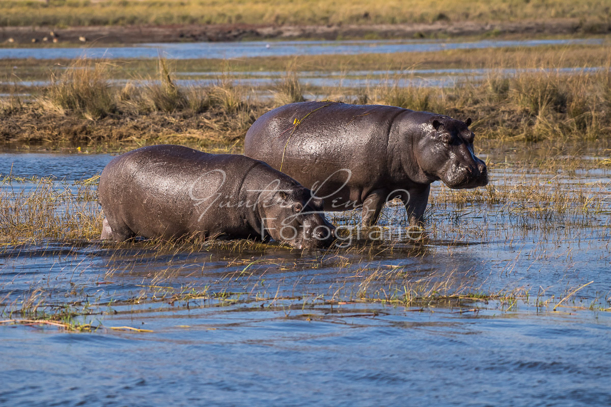 Flußpferd, (Hippopotamus amphibius), Chobe