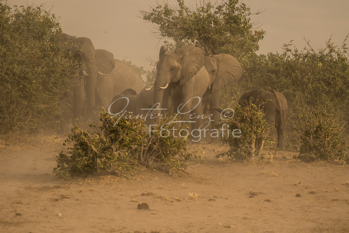 Afrikanischer Elefant, (Loxodonta africana), Chobe