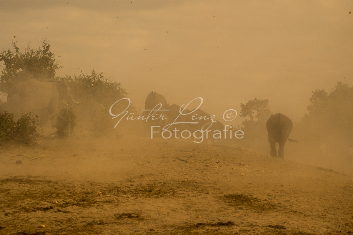 Afrikanischer Elefant, (Loxodonta africana), Chobe