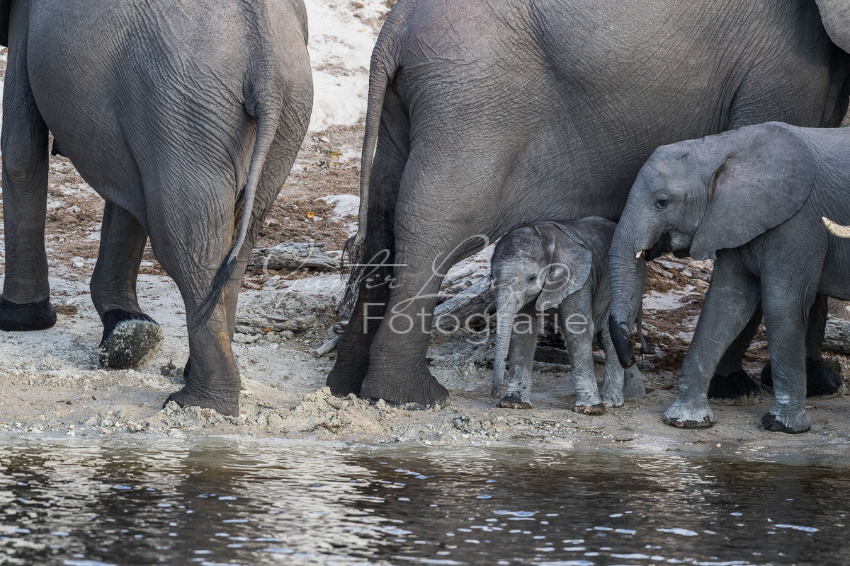 Afrikanischer Elefant, (Loxodonta africana), Chobe