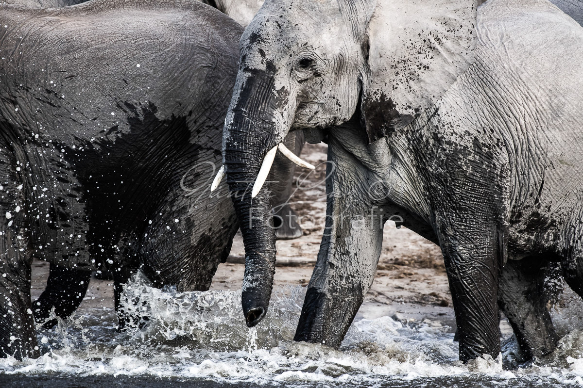 Afrikanischer Elefant, (Loxodonta africana), Chobe