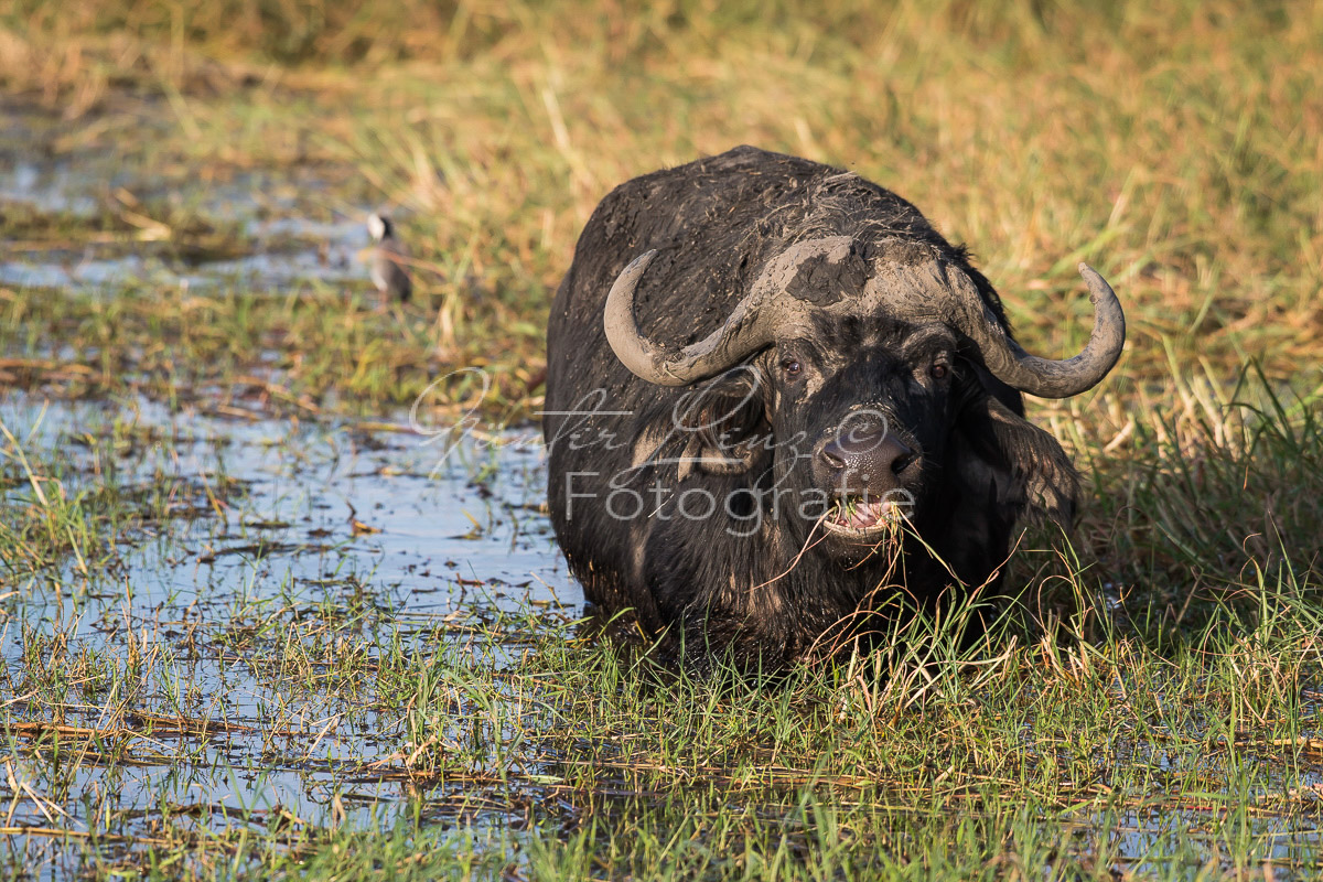 Kaffernbüffel, Afrikanischer Büffel (Syncerus caffer)