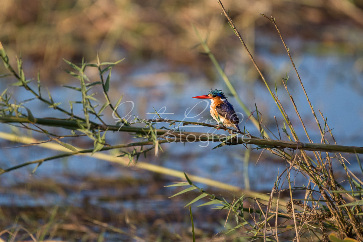 Haubenzwergfischer, Malachiteisvogel (Corythornis cristata)