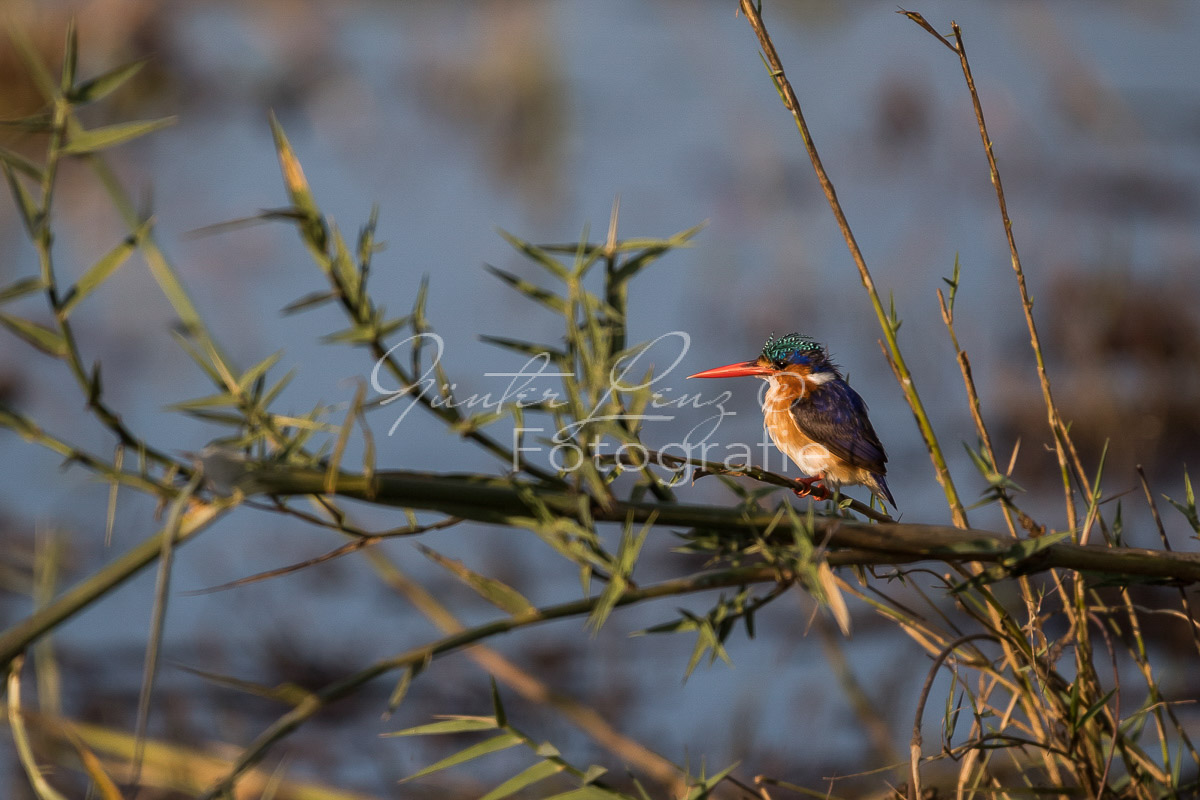 Haubenzwergfischer, Malachiteisvogel (Corythornis cristata)