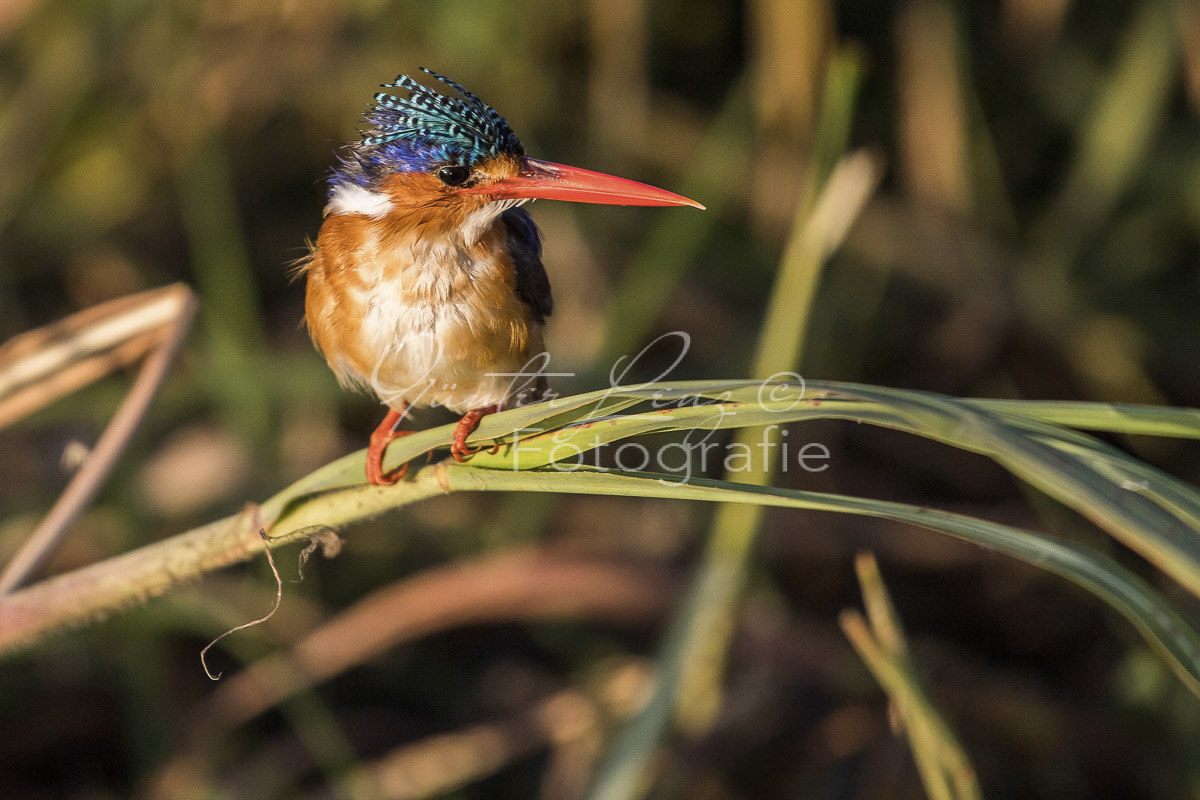 Haubenzwergfischer, Malachiteisvogel (Corythornis cristata)