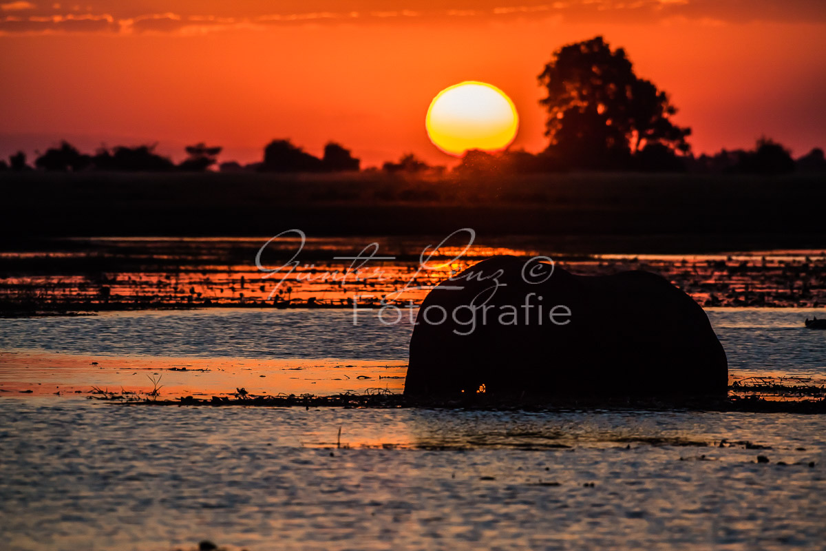 Sonnenuntergang am Chobe Fluß