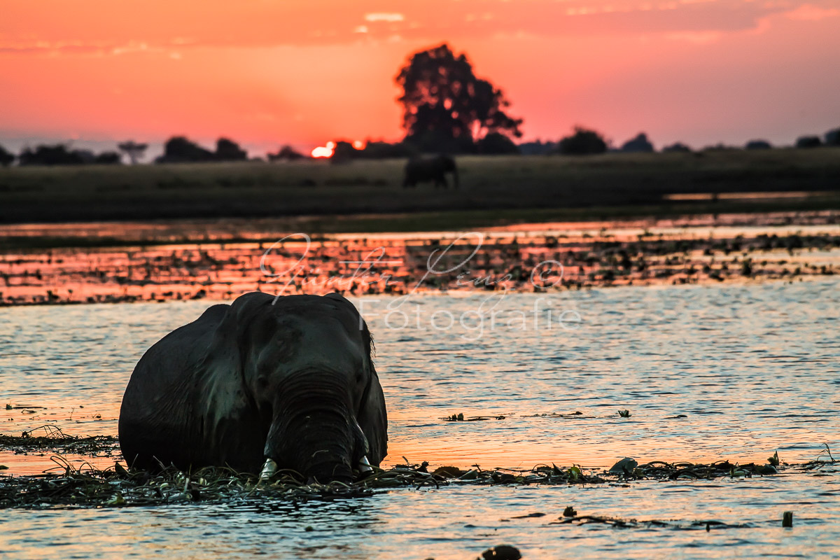 Sonnenuntergang am Chobe Fluß