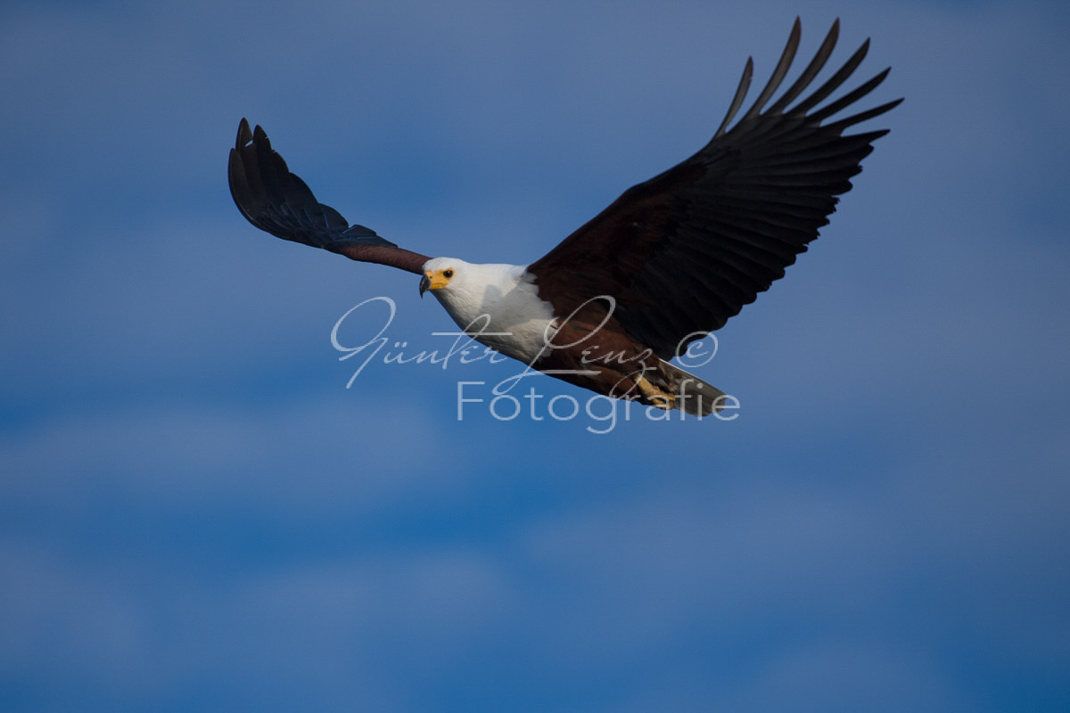 Schreiseeadler (Haliaeetus vocifer), Chobe