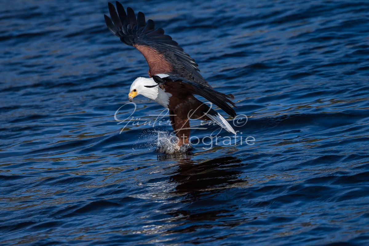 Schreiseeadler (Haliaeetus vocifer), Chobe