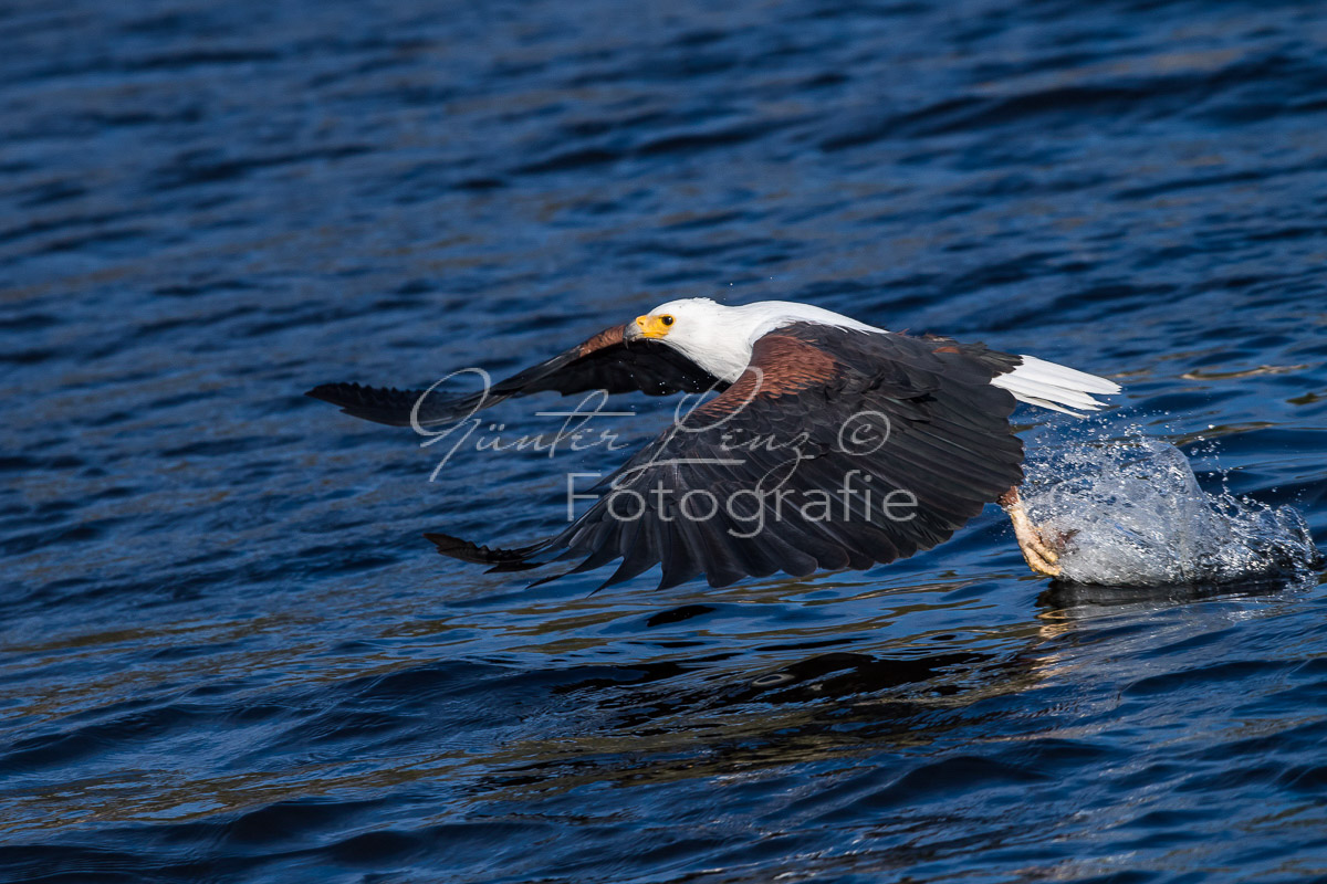 Schreiseeadler (Haliaeetus vocifer), Chobe