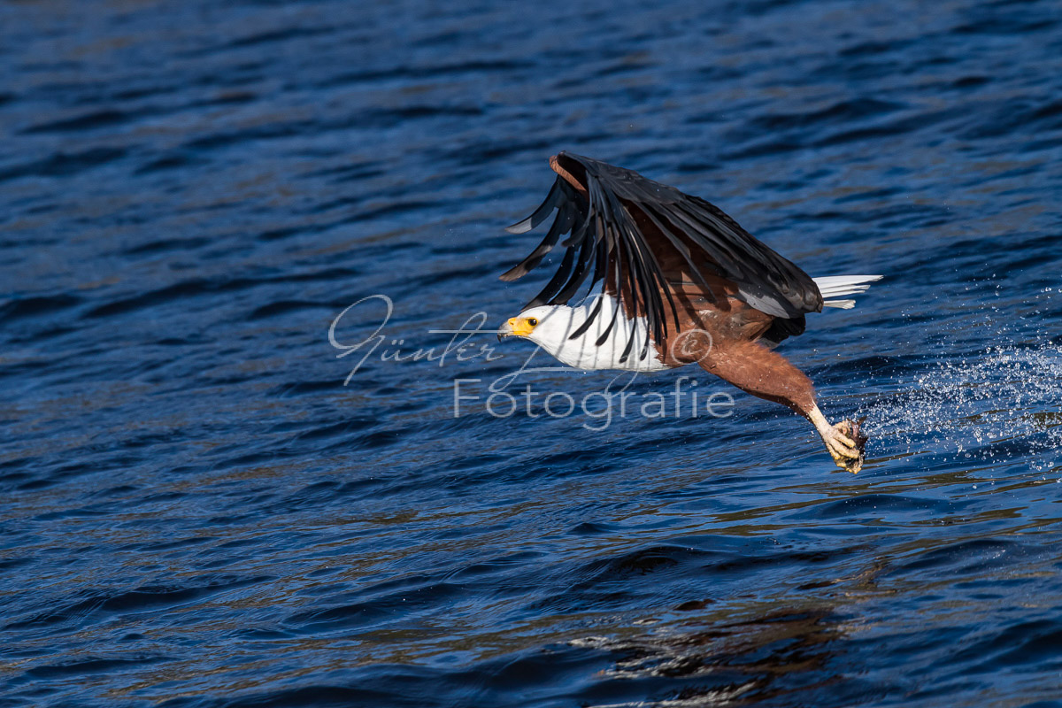 Schreiseeadler (Haliaeetus vocifer), Chobe