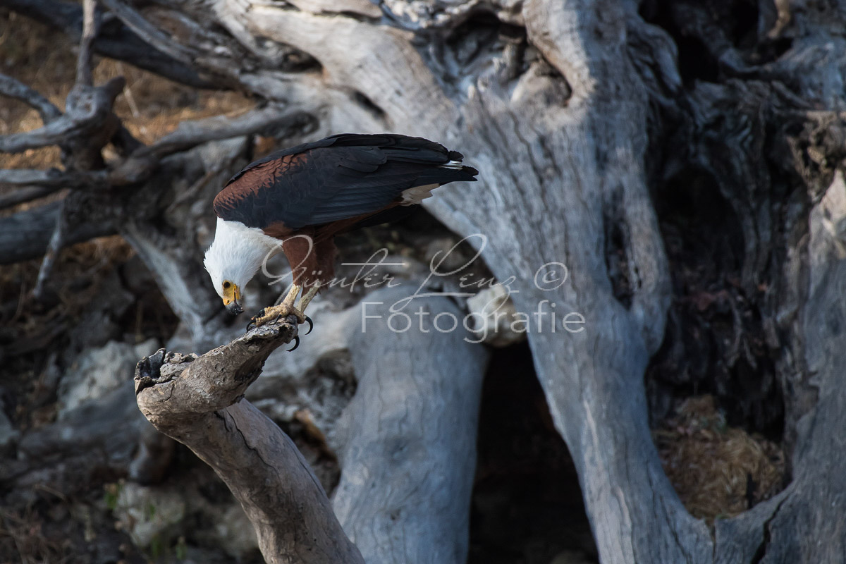 Schreiseeadler (Haliaeetus vocifer), Chobe