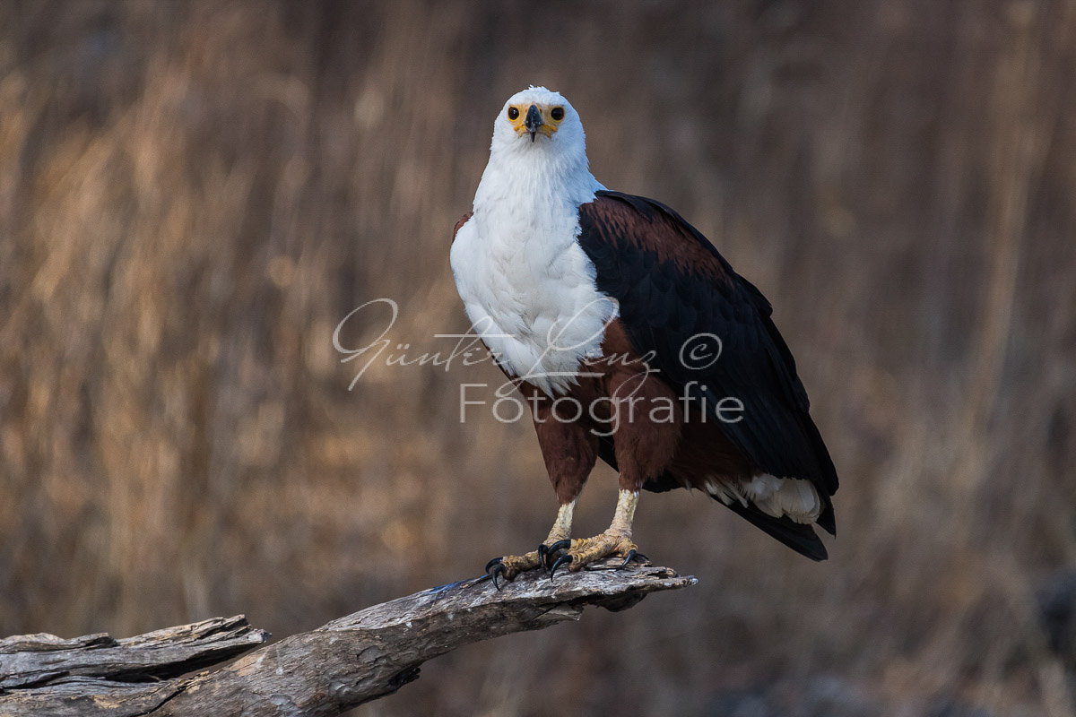 Schreiseeadler (Haliaeetus vocifer), Chobe