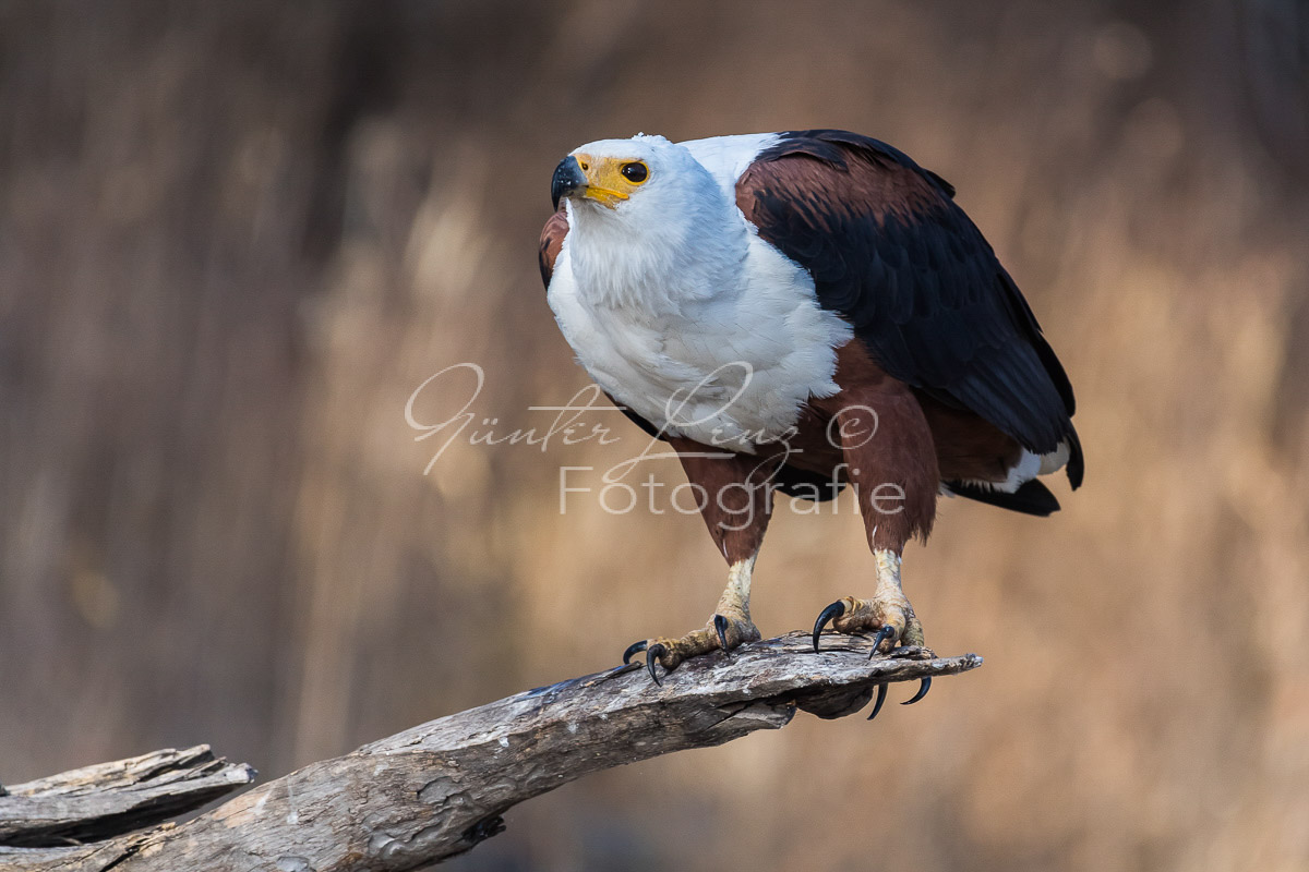 Schreiseeadler (Haliaeetus vocifer), Chobe