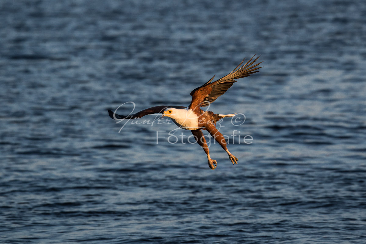 Schreiseeadler (Haliaeetus vocifer), Chobe