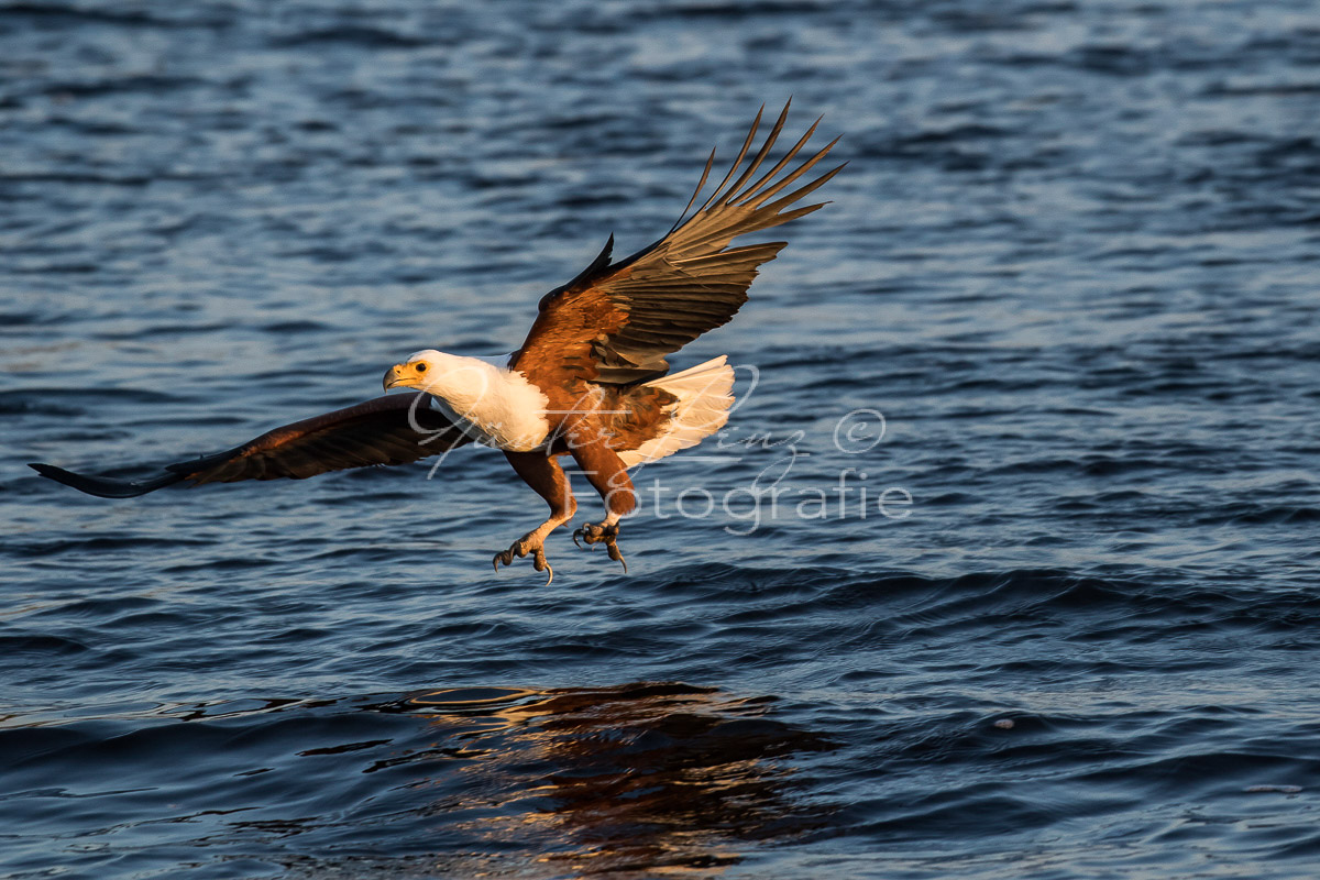 Schreiseeadler (Haliaeetus vocifer), Chobe