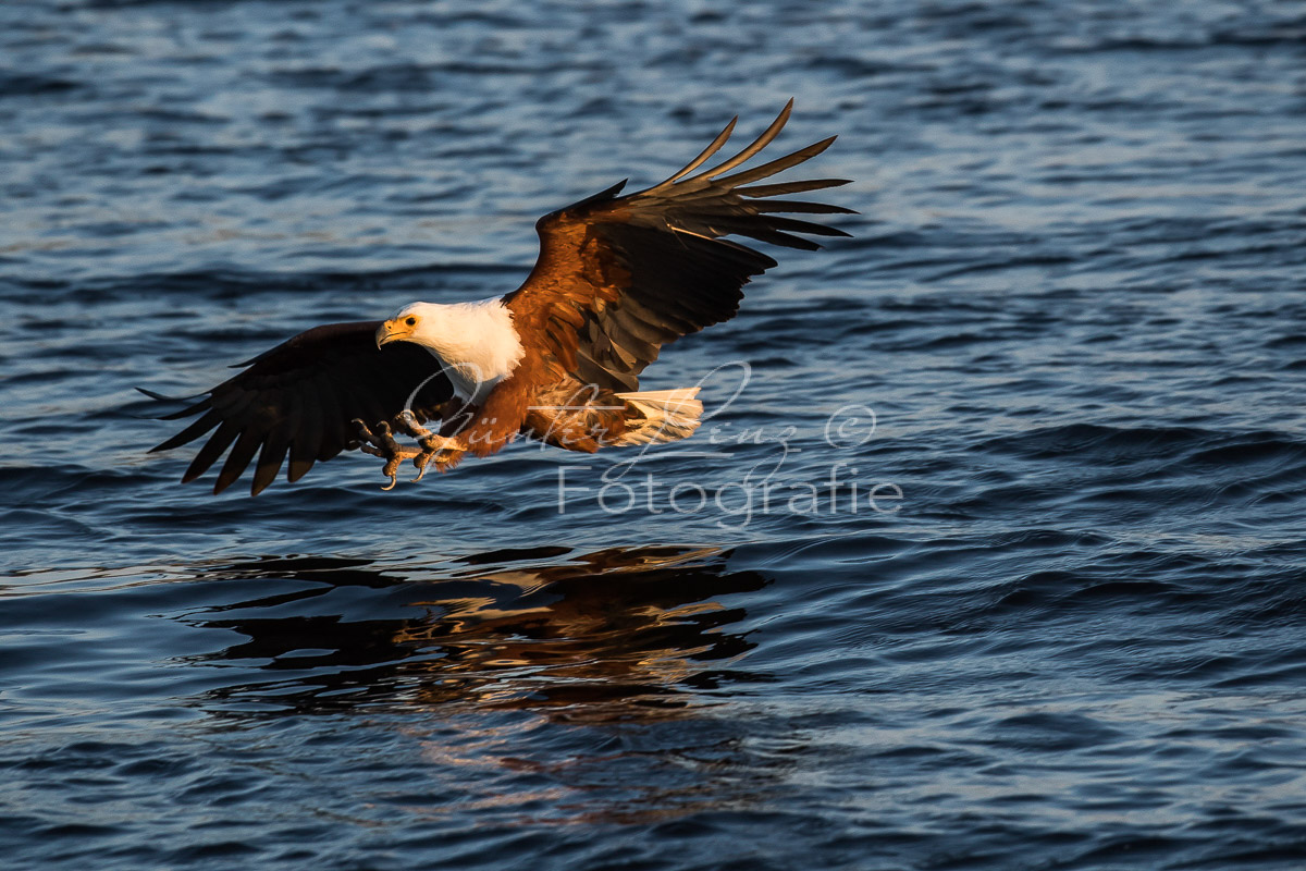 Schreiseeadler (Haliaeetus vocifer), Chobe