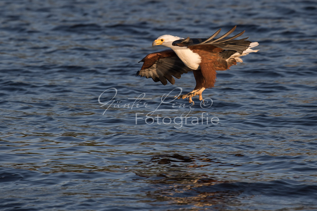 Schreiseeadler (Haliaeetus vocifer), Chobe