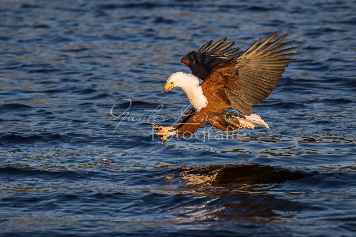 Schreiseeadler (Haliaeetus vocifer), Chobe