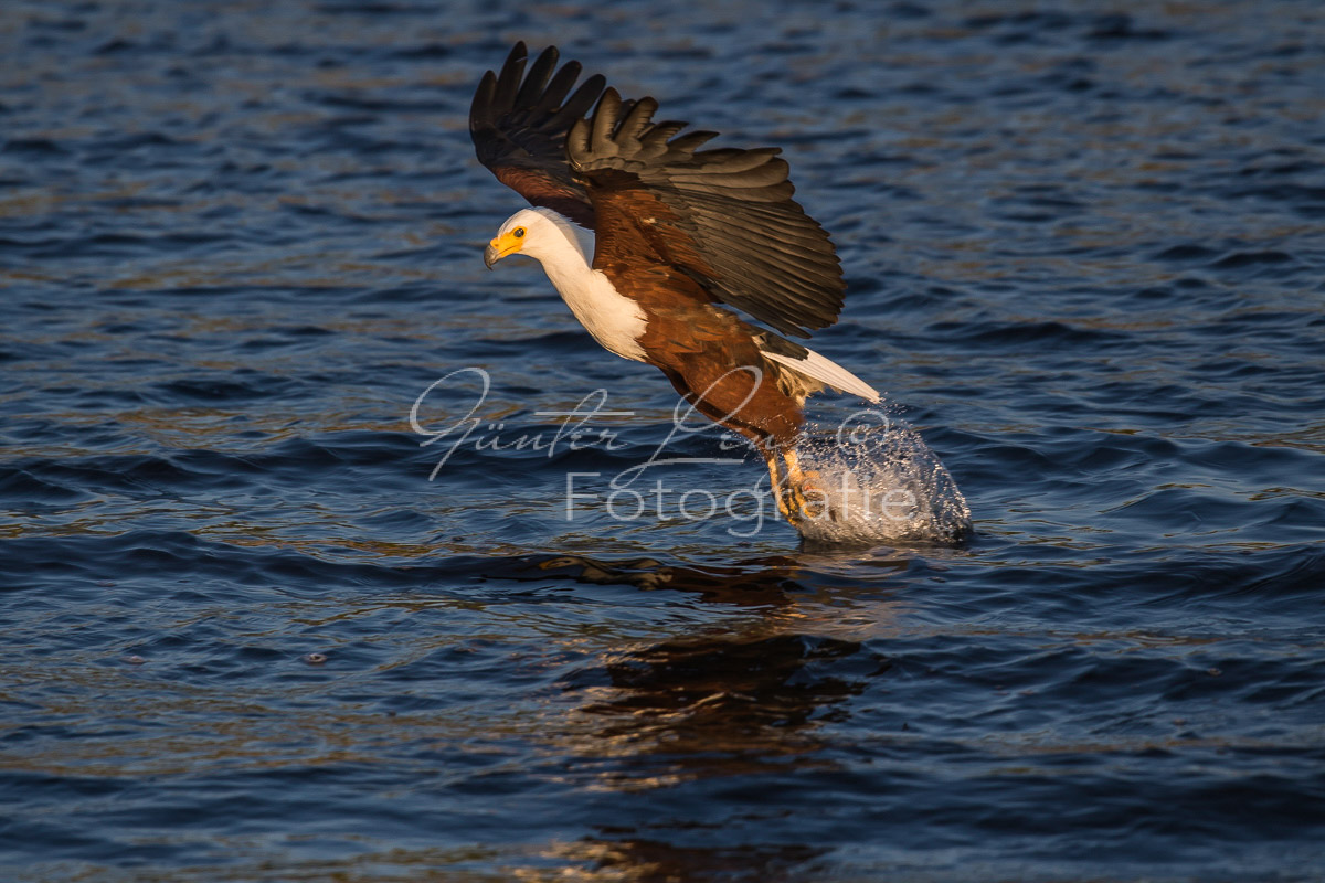 Schreiseeadler (Haliaeetus vocifer), Chobe