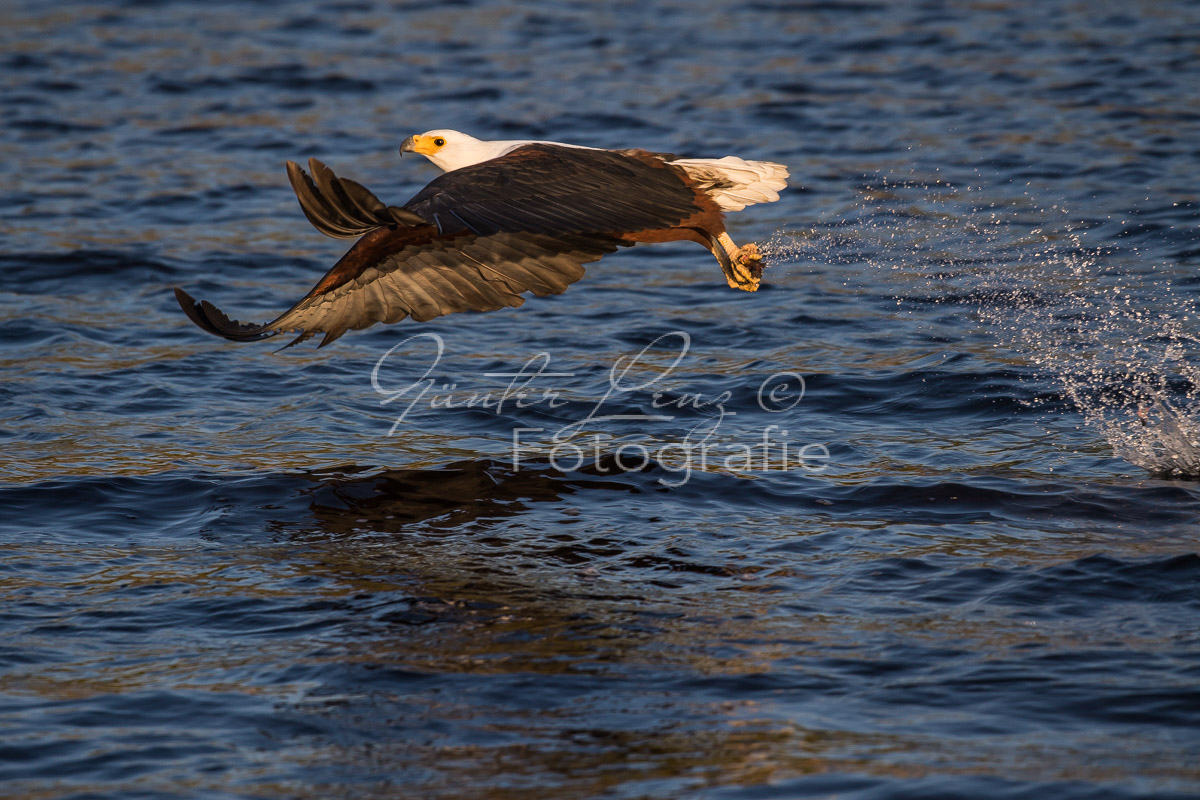 Schreiseeadler (Haliaeetus vocifer), Chobe