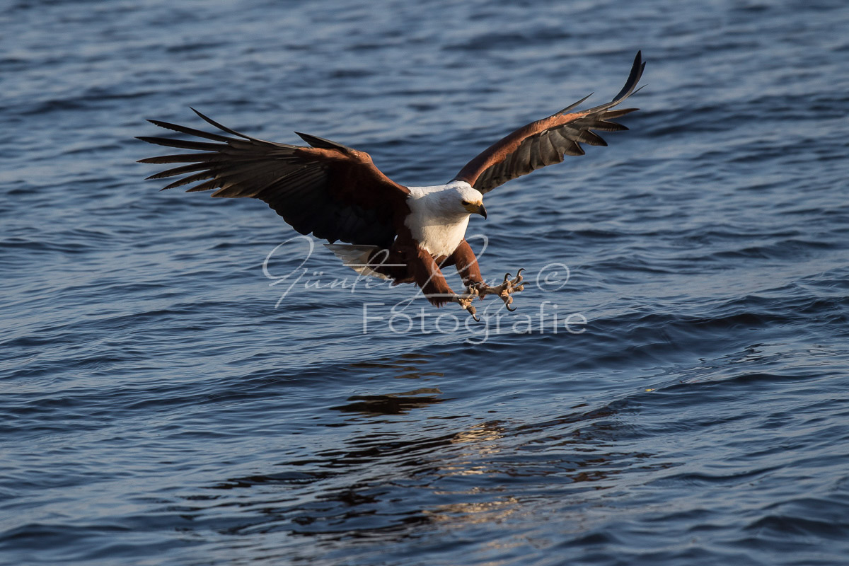 Schreiseeadler (Haliaeetus vocifer), Chobe