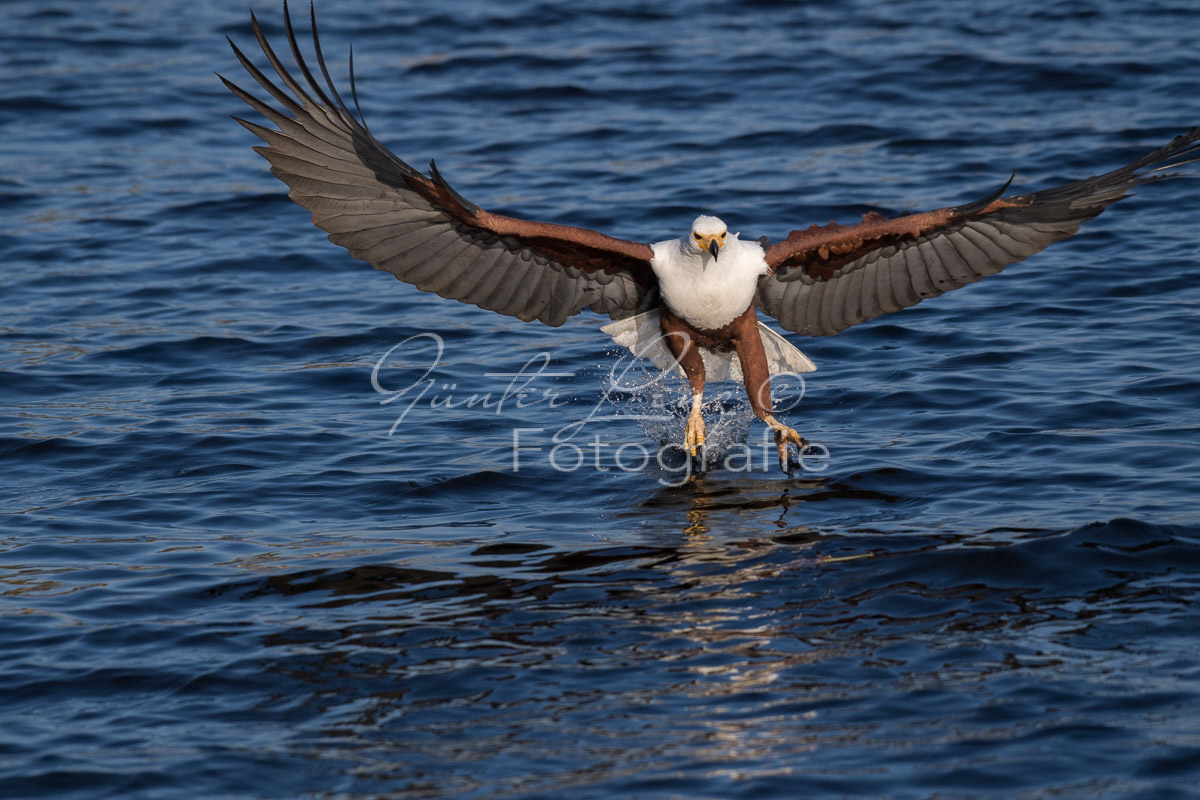 Schreiseeadler (Haliaeetus vocifer), Chobe