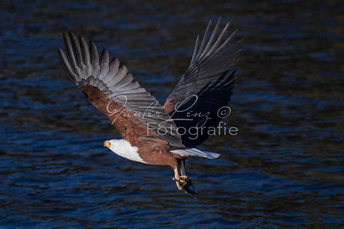 Schreiseeadler (Haliaeetus vocifer), Chobe