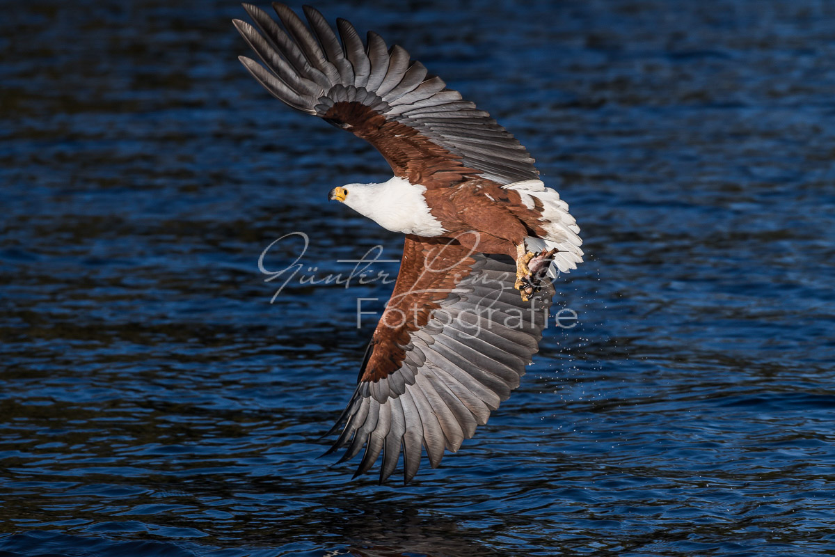 Schreiseeadler (Haliaeetus vocifer), Chobe