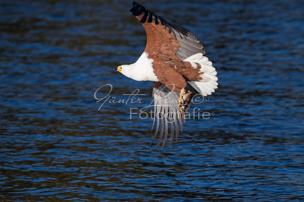 Schreiseeadler (Haliaeetus vocifer), Chobe