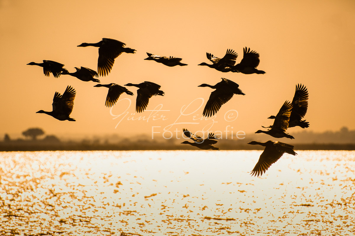 Nilgans  (Alopochen aegyptiacus)