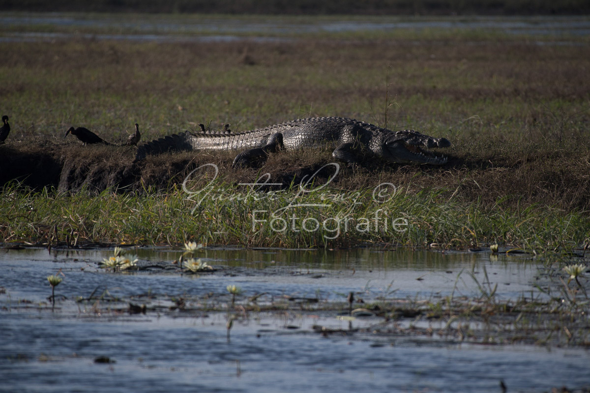 Nilkrokodil, Krokodil (Crocodilus niloticus)