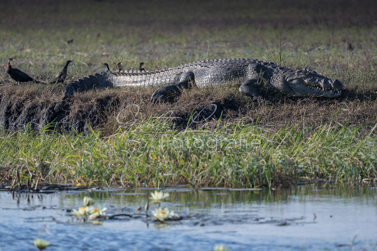 Nilkrokodil, Krokodil (Crocodilus niloticus)