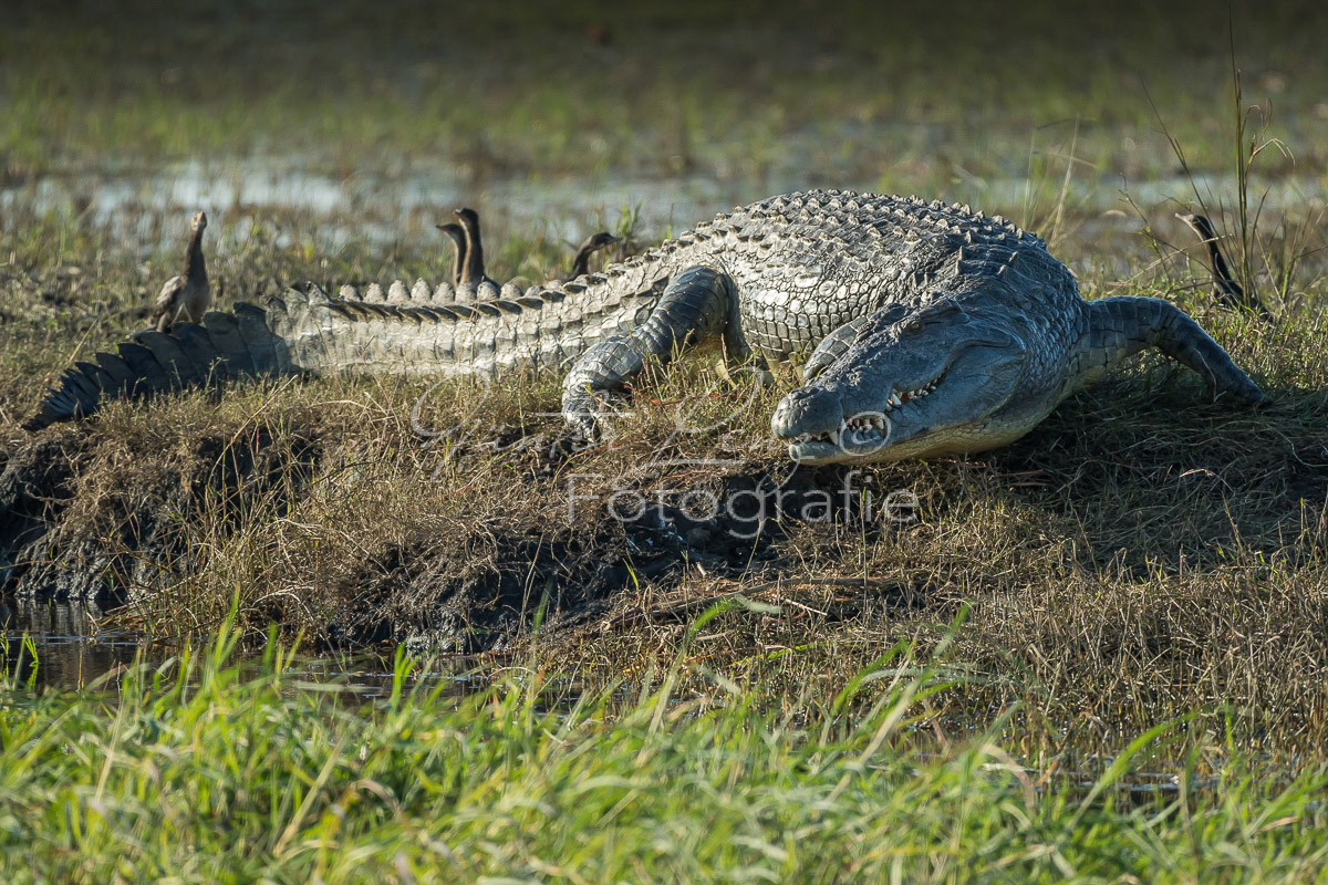 Nilkrokodil, Krokodil (Crocodilus niloticus)