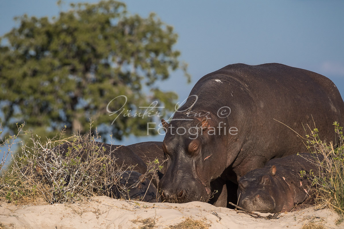 Flußpferd, (Hippopotamus amphibius), Chobe