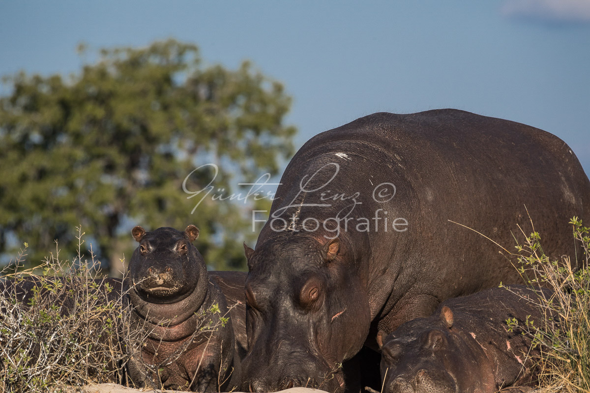 Flußpferd, (Hippopotamus amphibius), Chobe