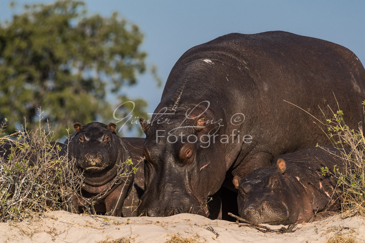 Flußpferd, (Hippopotamus amphibius), Chobe