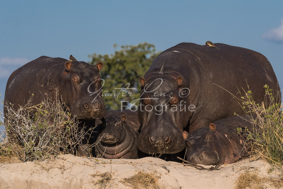 Flußpferd, (Hippopotamus amphibius), Chobe