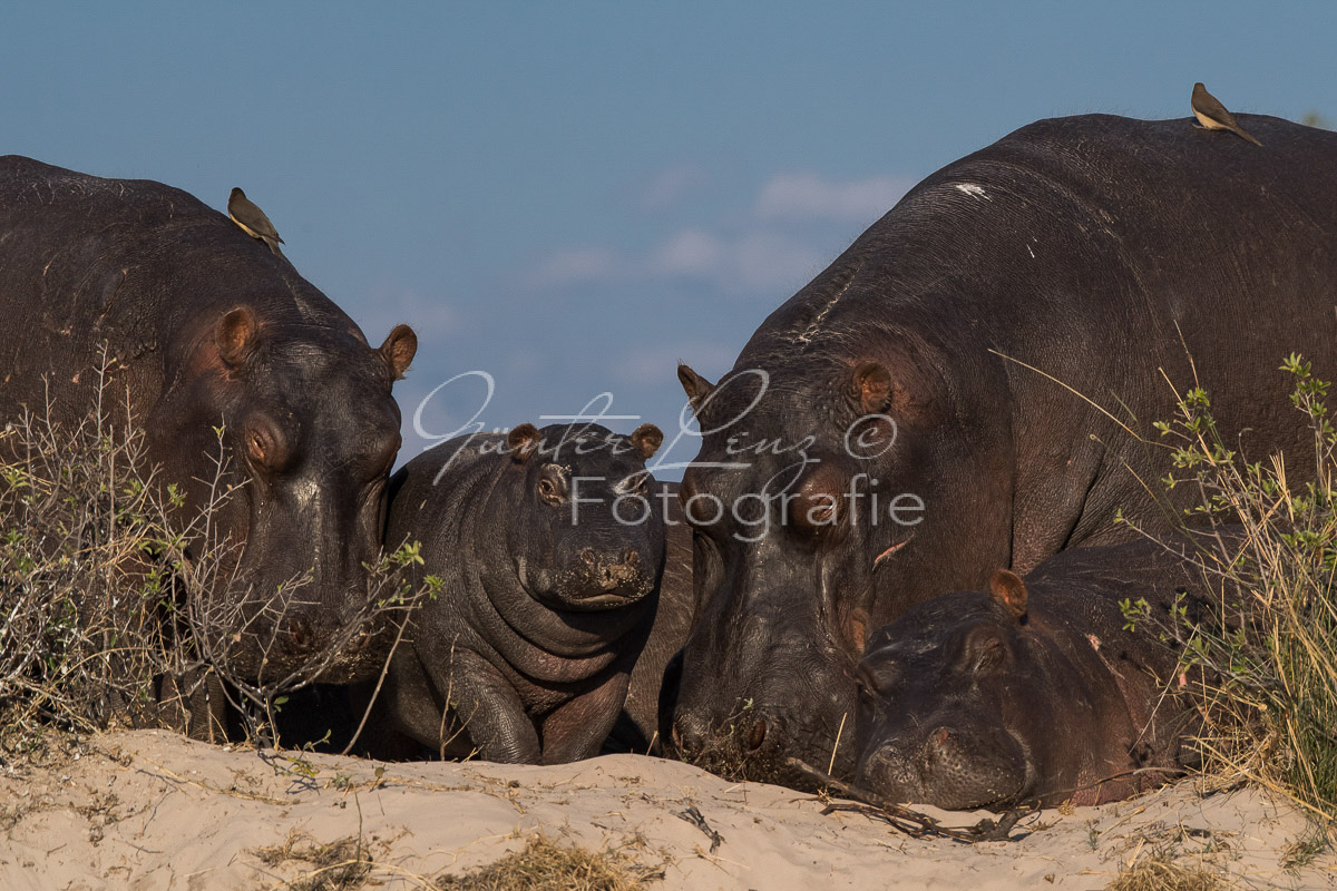 Flußpferd, (Hippopotamus amphibius), Chobe