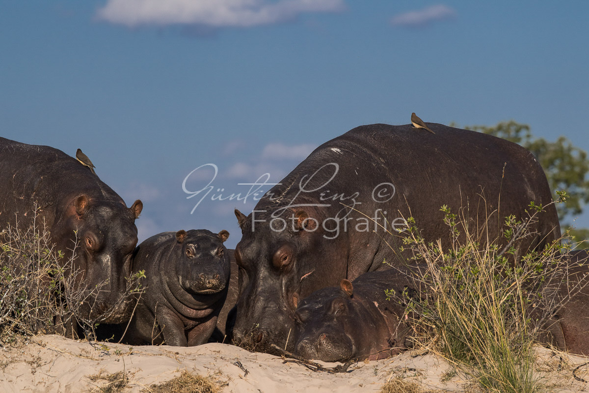 Flußpferd, (Hippopotamus amphibius), Chobe