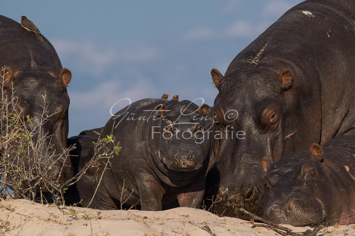 Flußpferd, (Hippopotamus amphibius), Chobe