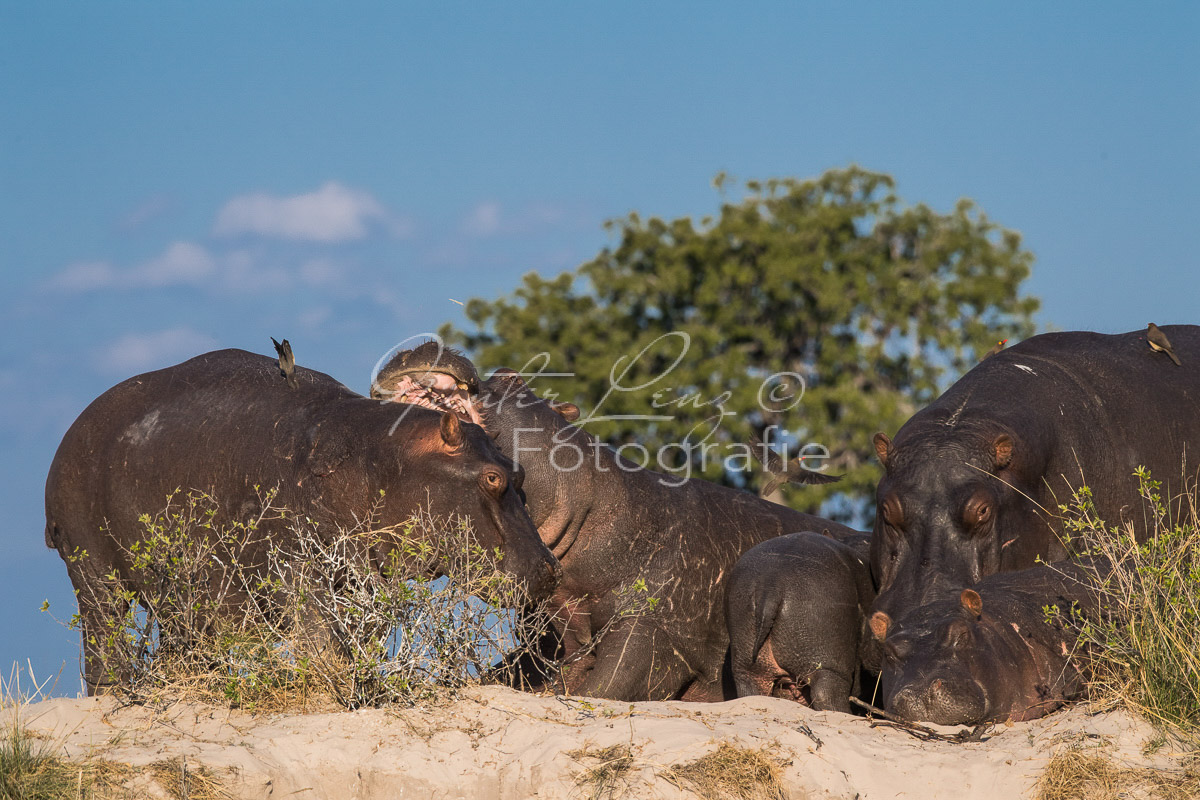 Flußpferd, (Hippopotamus amphibius), Chobe