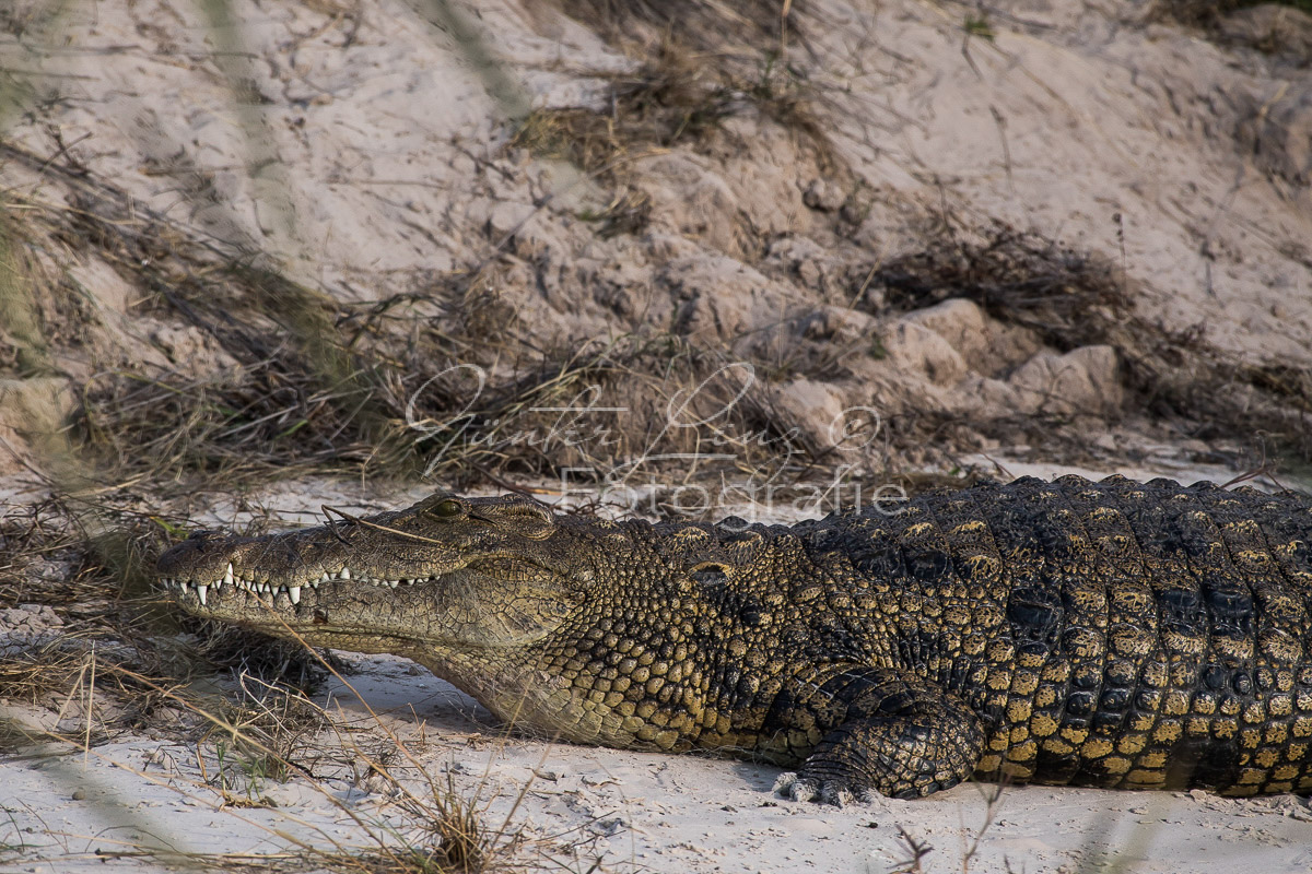 Nilkrokodil, Krokodil (Crocodilus niloticus)