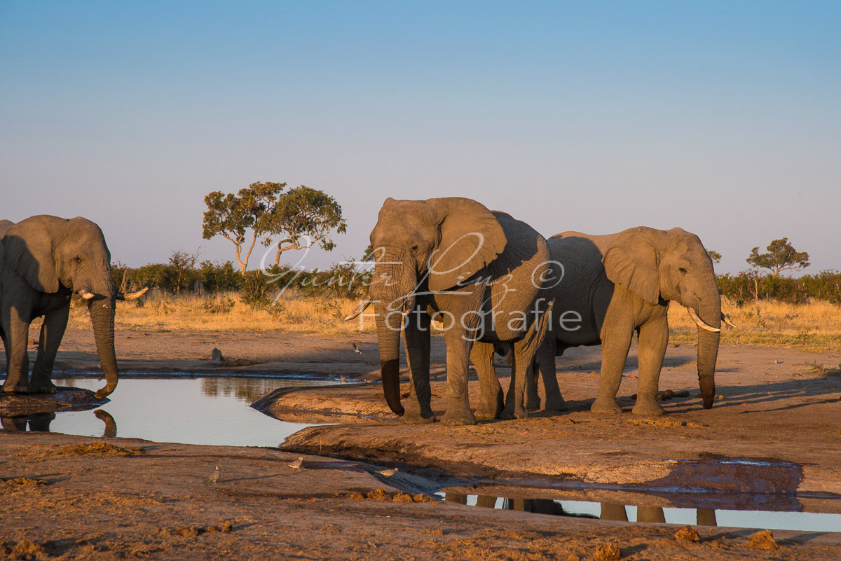 Afrikanischer Elefant, (Loxodonta africana),Savuti, Chobe