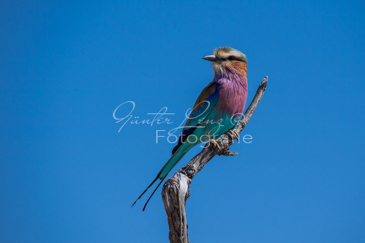 Gabelracke (Coracias caudatus),