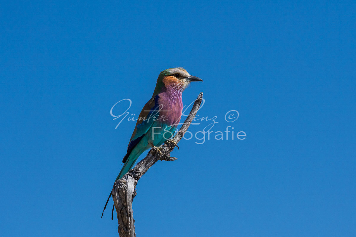 Gabelracke (Coracias caudatus),